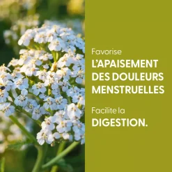 Achillée Millefeuille bio (Achillea Millefolium) – Extrait hydroalcoolique concentré