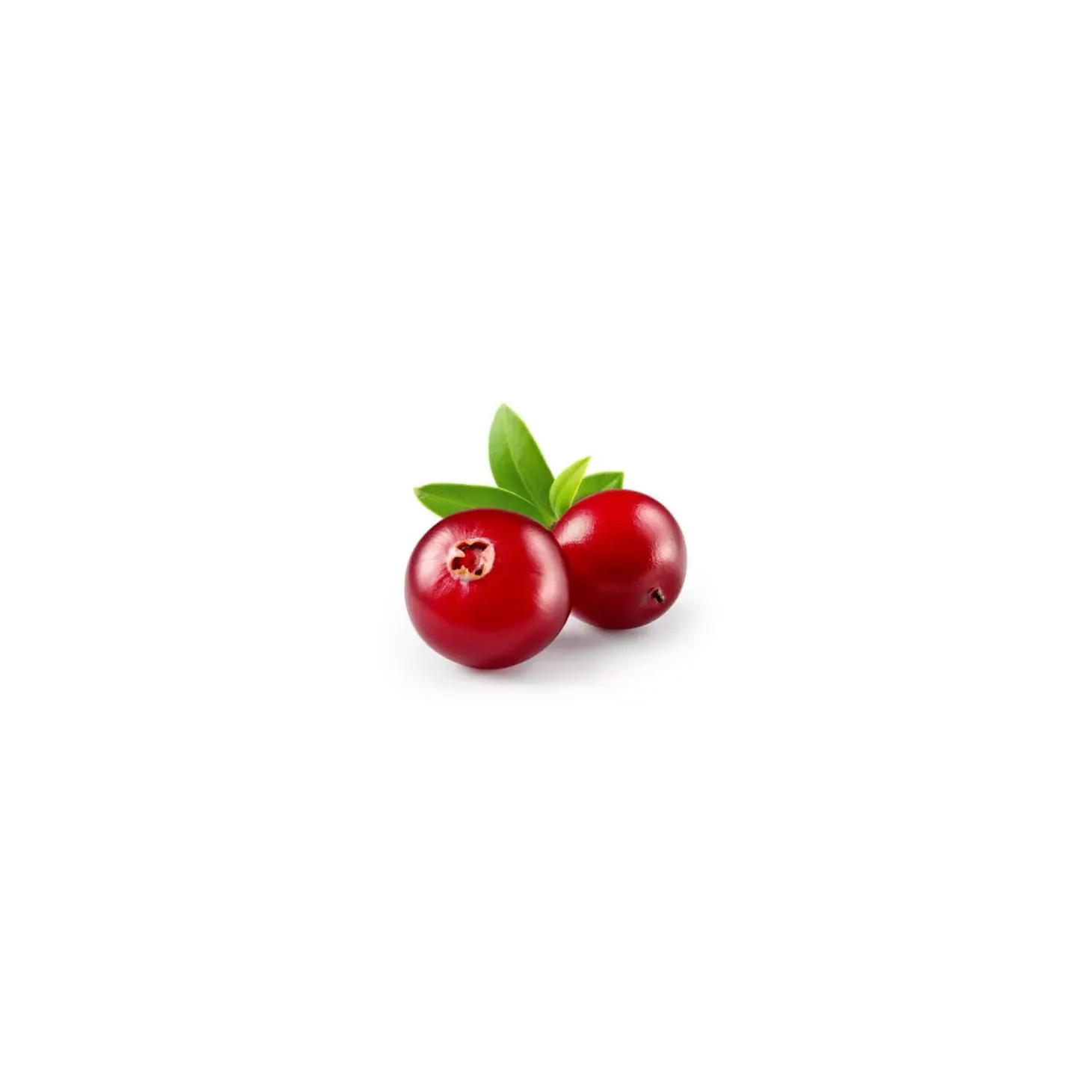 Airelle bio (Vaccinium Vitis-Idaea) – Macérat concentré de bourgeons frais