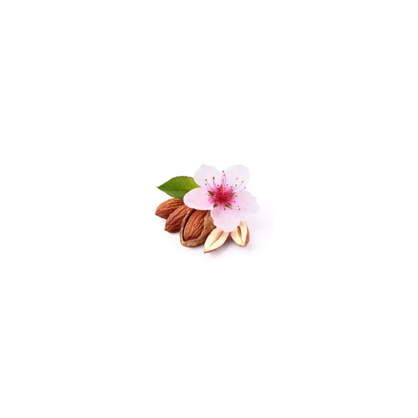 Amandier bio (Prunus Dulcis) – Macérat concentré de bourgeons frais