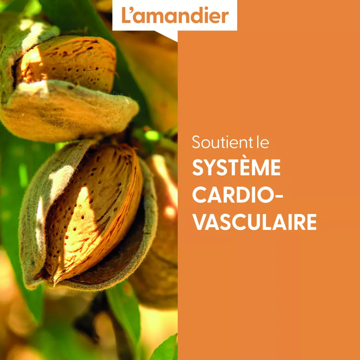 Amandier bio (Prunus Dulcis) – Macérat concentré de bourgeons frais