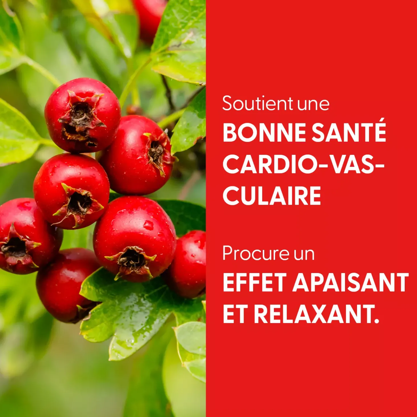 Aubépine bio (Crataegus Monogyna) – Extrait hydroalcoolique concentré