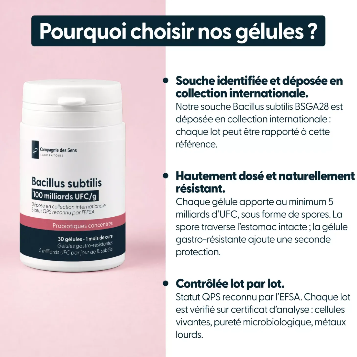 Bacillus subtilis