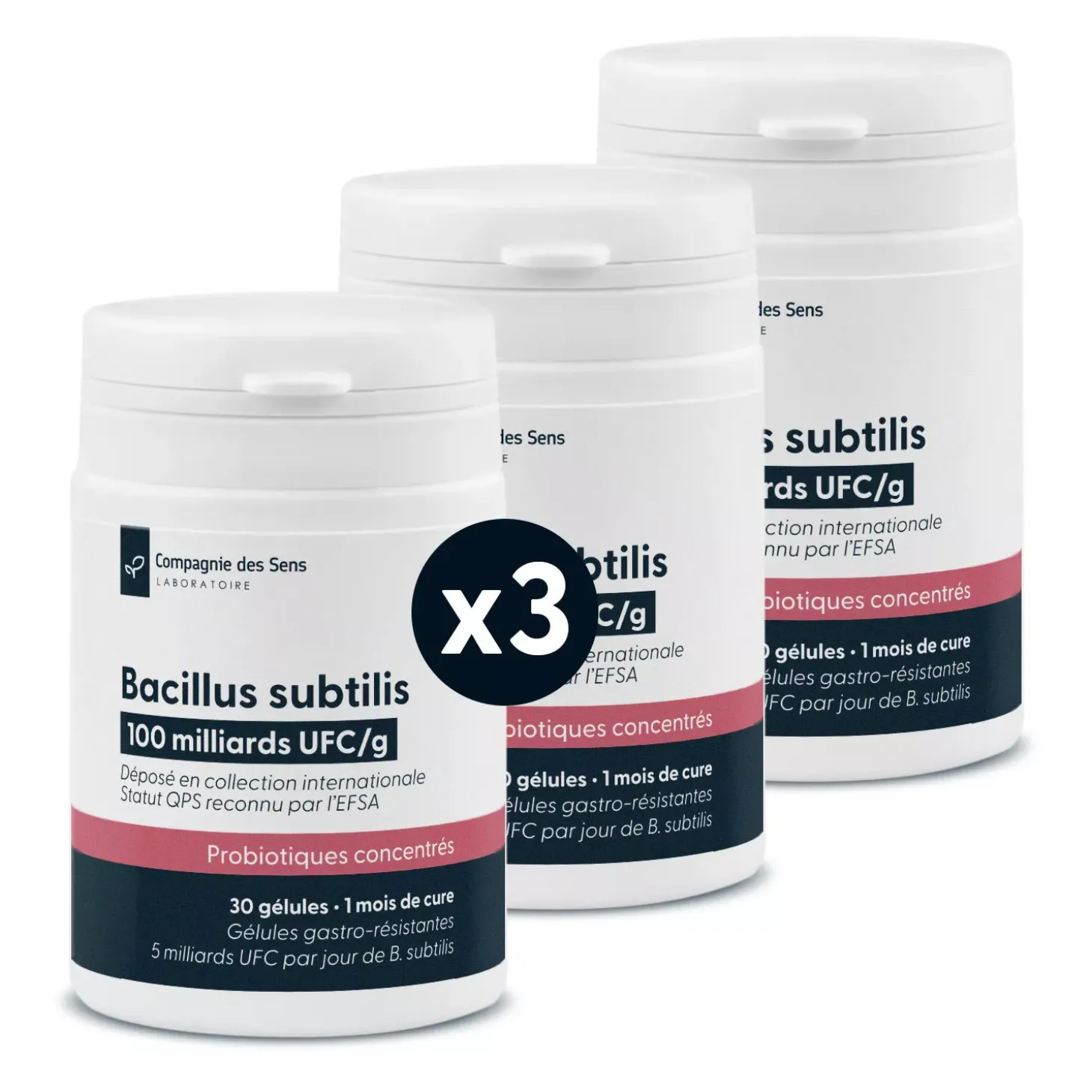 Bacillus subtilis