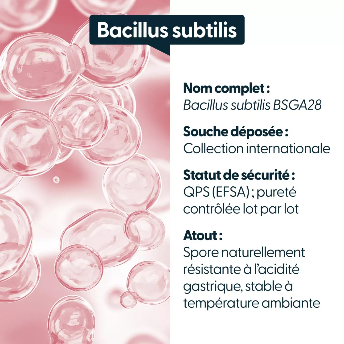 Bacillus subtilis