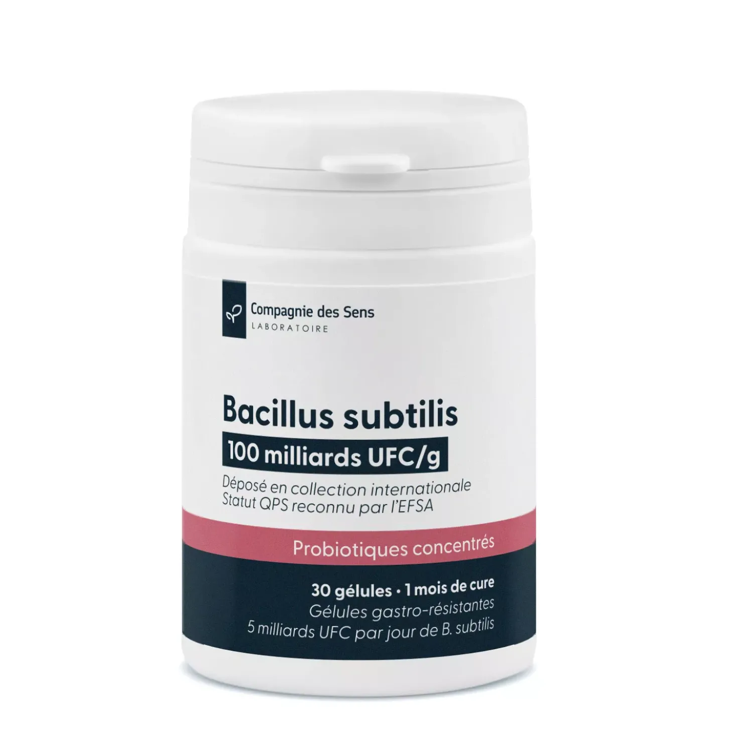 Bacillus subtilis
