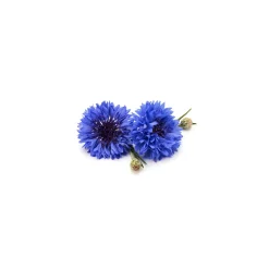 Bleuet