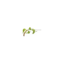 Bouleau Verruqueux bio (Betula Pendula) – Macérat concentré de bourgeons frais
