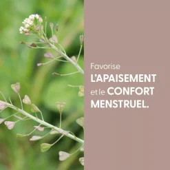 Bourse à Pasteur bio (Capsella Bursa-Pastoris) – Extrait hydroalcoolique concentré
