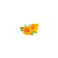 Calendula