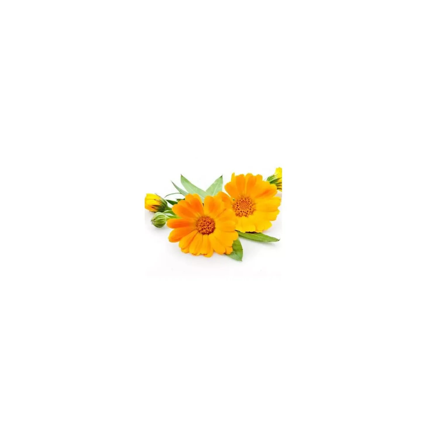 Calendula