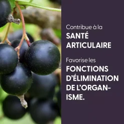 Cassis bio (Ribes Nigrum) – Extrait hydroalcoolique concentré