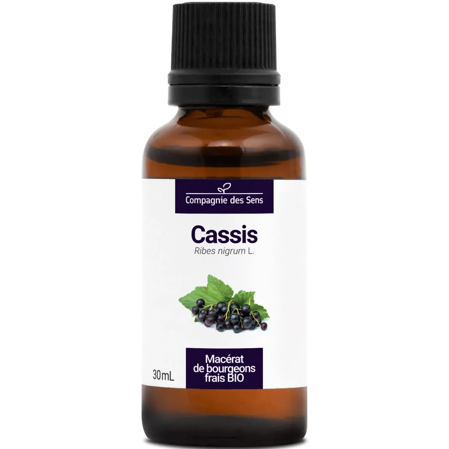Cassis bio (Ribes Nigrum) – Macérat concentré de bourgeons frais