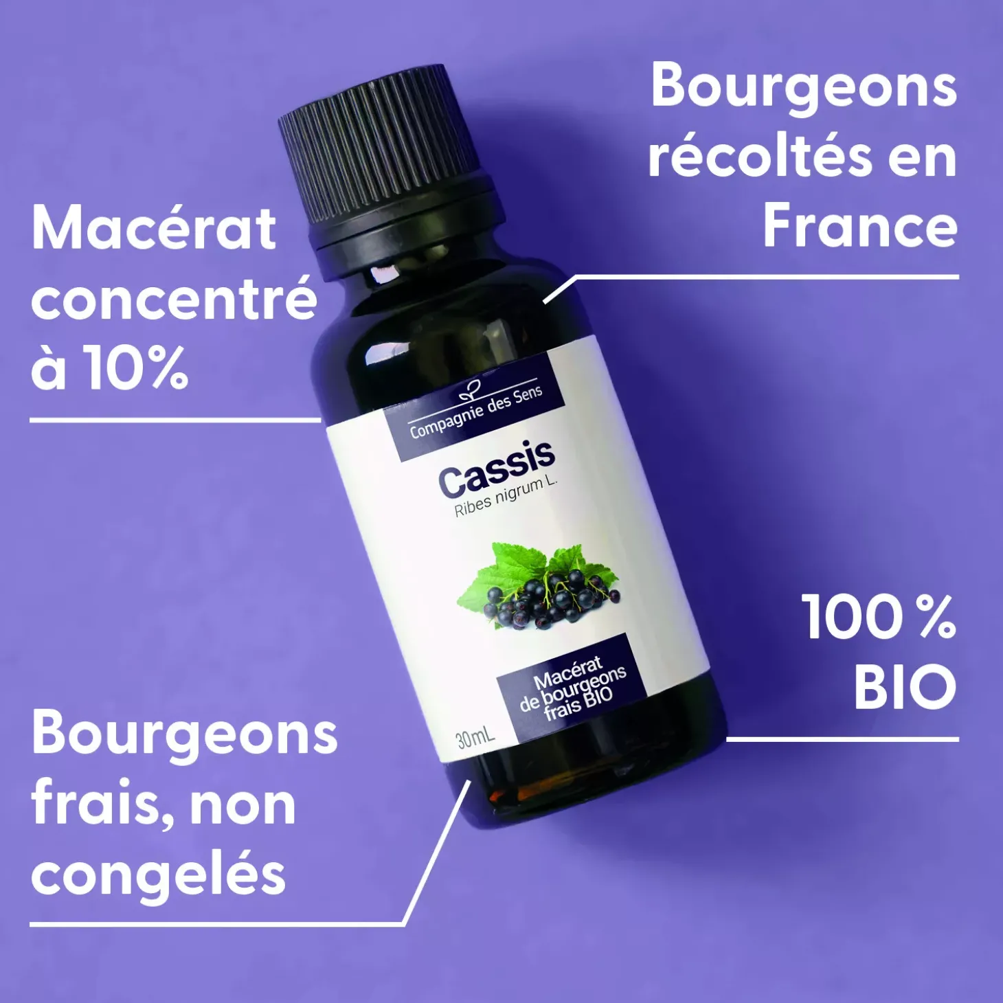 Cassis bio (Ribes Nigrum) – Macérat concentré de bourgeons frais