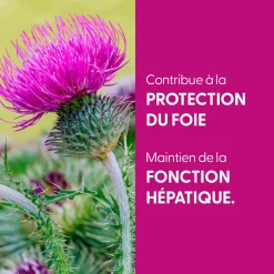 Chardon-Marie bio (Silybum Marianum) – Extrait hydroalcoolique concentré