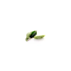 Charme bio (Carpinus Betulus) – Macérat concentré de bourgeons frais