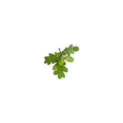 Chêne bio (Quercus Pedunculata) – Macérat concentré de bourgeons frais