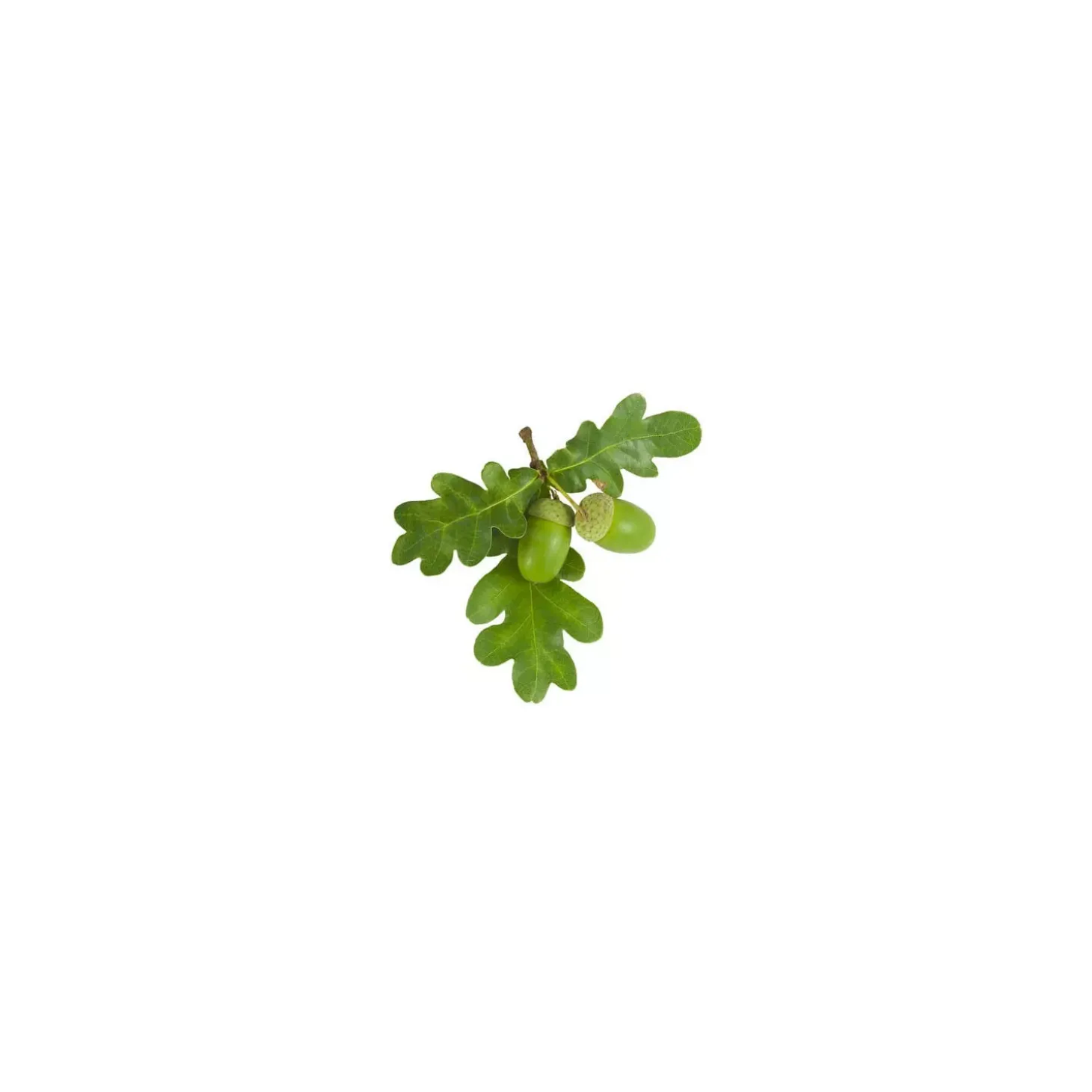 Chêne bio (Quercus Pedunculata) – Macérat concentré de bourgeons frais