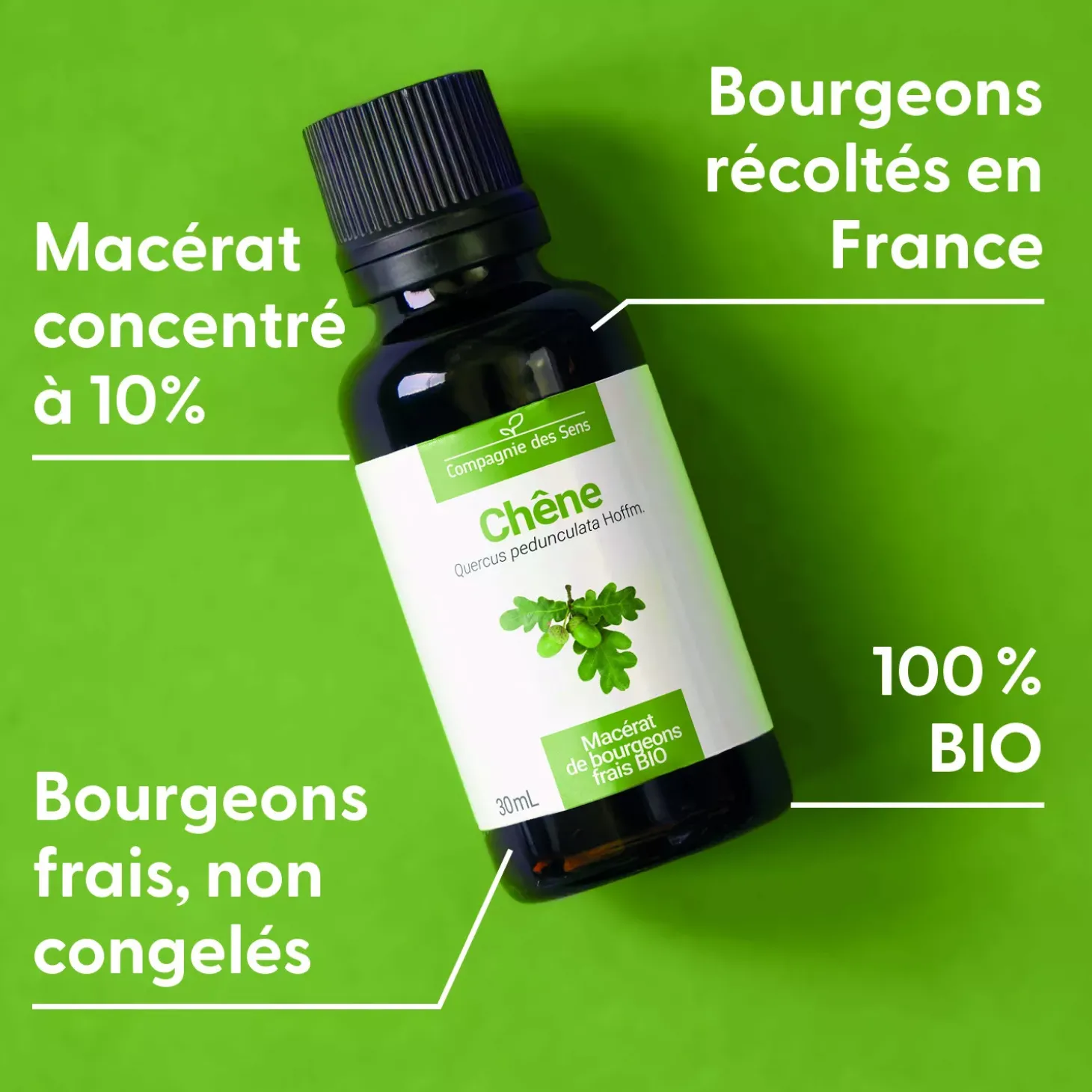 Chêne bio (Quercus Pedunculata) – Macérat concentré de bourgeons frais