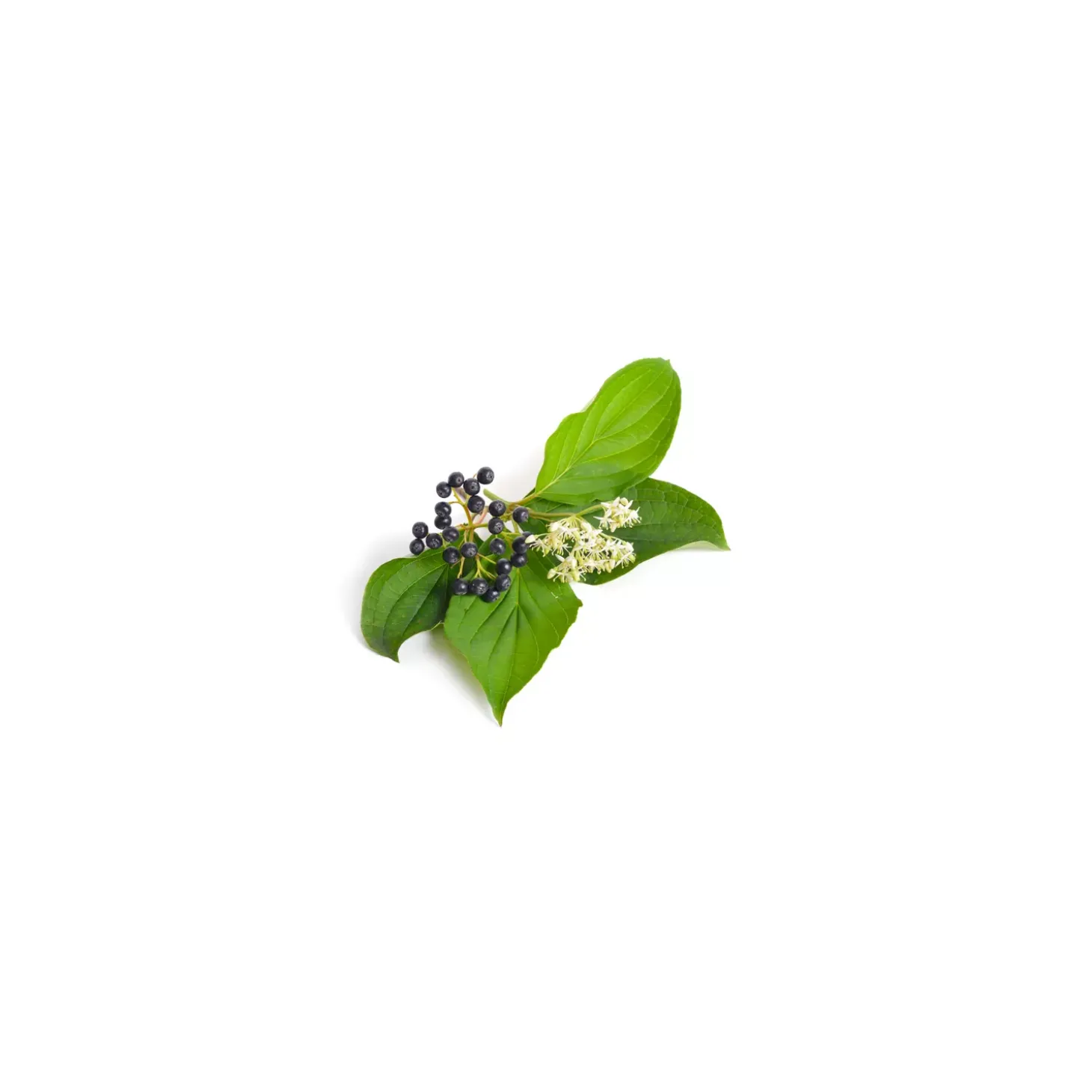 Cornouiller Sanguin bio (Cornus Sanguinea) – Macérat concentré de bourgeons frais