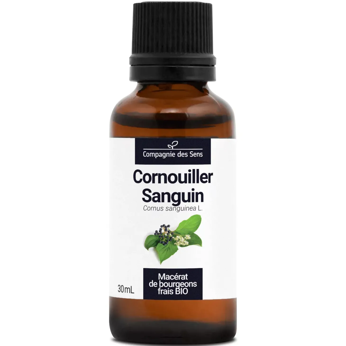 Cornouiller Sanguin bio (Cornus Sanguinea) – Macérat concentré de bourgeons frais