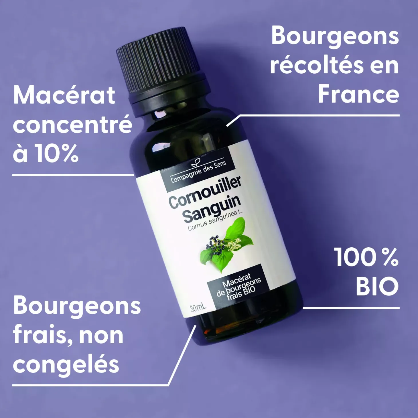 Cornouiller Sanguin bio (Cornus Sanguinea) – Macérat concentré de bourgeons frais