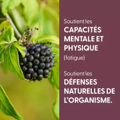Eleuthérocoque bio (Eleutherococcus Senticosus) – Extrait hydroalcoolique concentré
