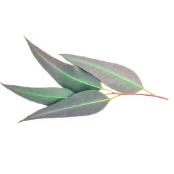 Eucalyptus citronné
