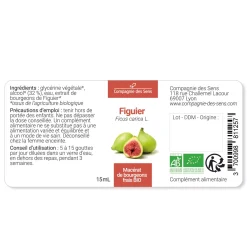 Figuier bio (Ficus Carica) – Macérat concentré de bourgeons frais