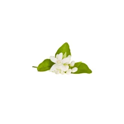 Fleur d'oranger