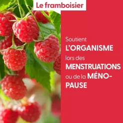 Framboisier bio (Rubus Idaeus) – Macérat concentré de bourgeons frais