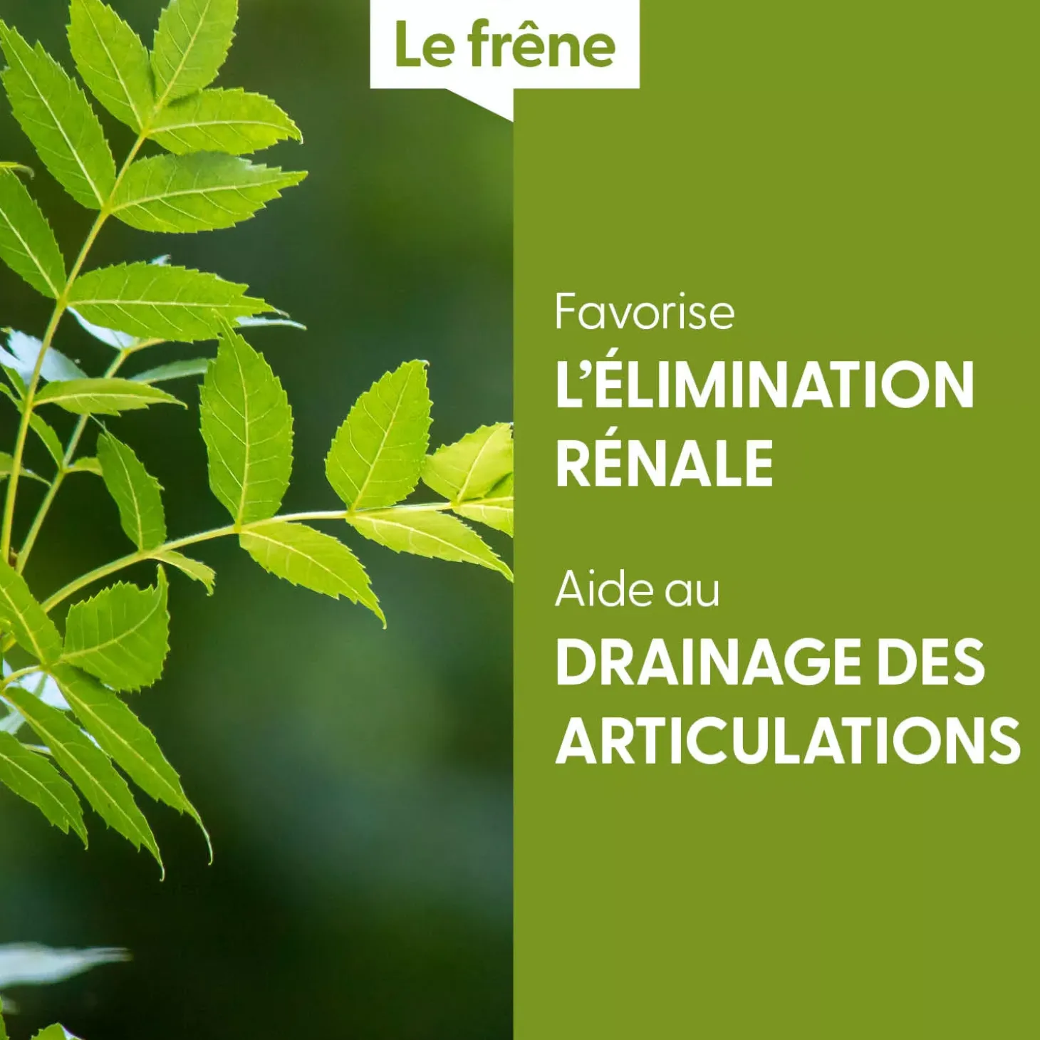 Frêne bio (Fraxinus Excelsior) – Macérat concentré de bourgeons frais