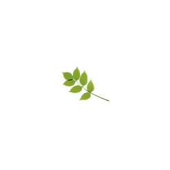 Frêne bio (Fraxinus Excelsior) – Macérat concentré de bourgeons frais