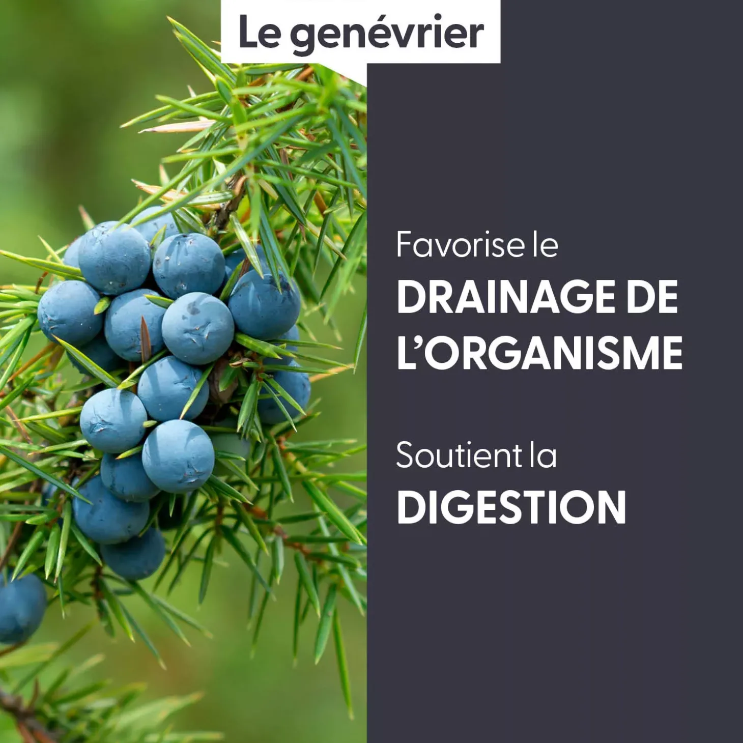 Genévrier bio (Juniperus Communis) – Macérat concentré de bourgeons frais