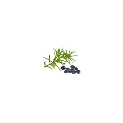 Genévrier bio (Juniperus Communis) – Macérat concentré de bourgeons frais