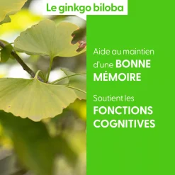 Ginkgo Biloba bio (Ginkgo Biloba) – Macérat concentré de bourgeons frais