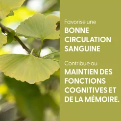 Ginkgo Biloba bio (Ginkgo Biloba) – Extrait hydroalcoolique concentré