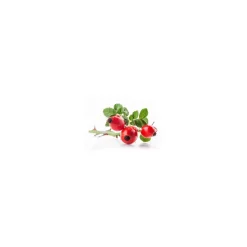Églantier bio (Rosa Canina) – Macérat concentré de bourgeons frais