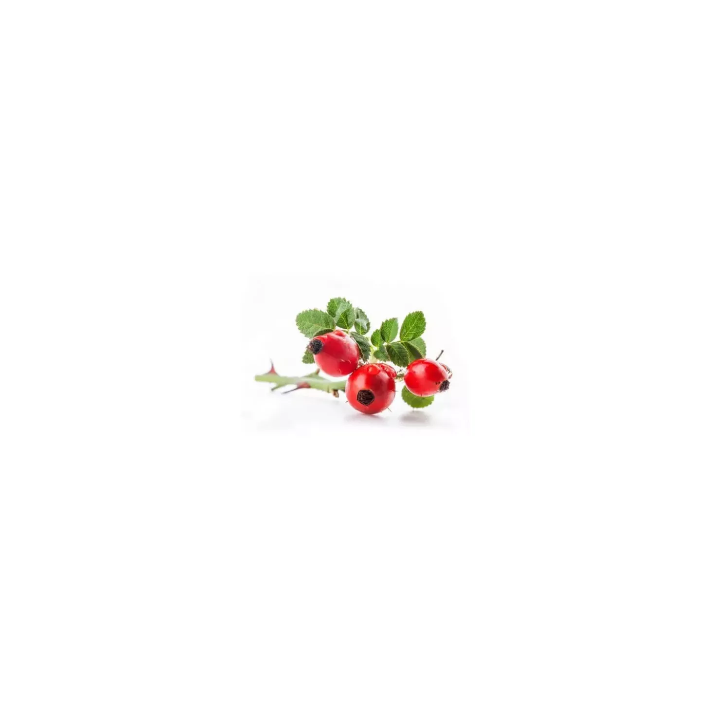 Églantier bio (Rosa Canina) – Macérat concentré de bourgeons frais