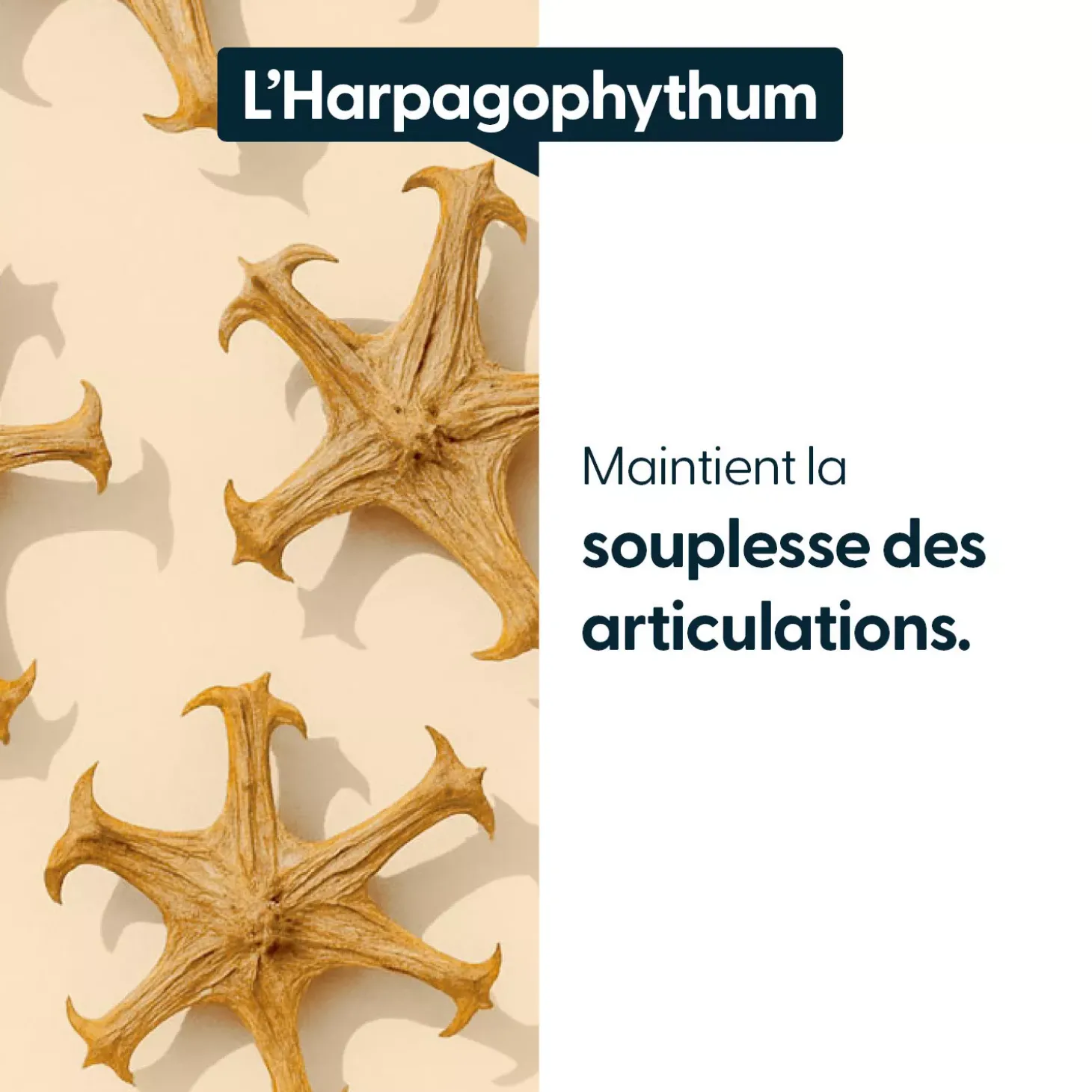 Harpagophytum concentré
