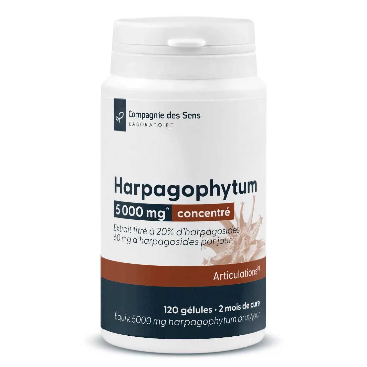 Harpagophytum concentré