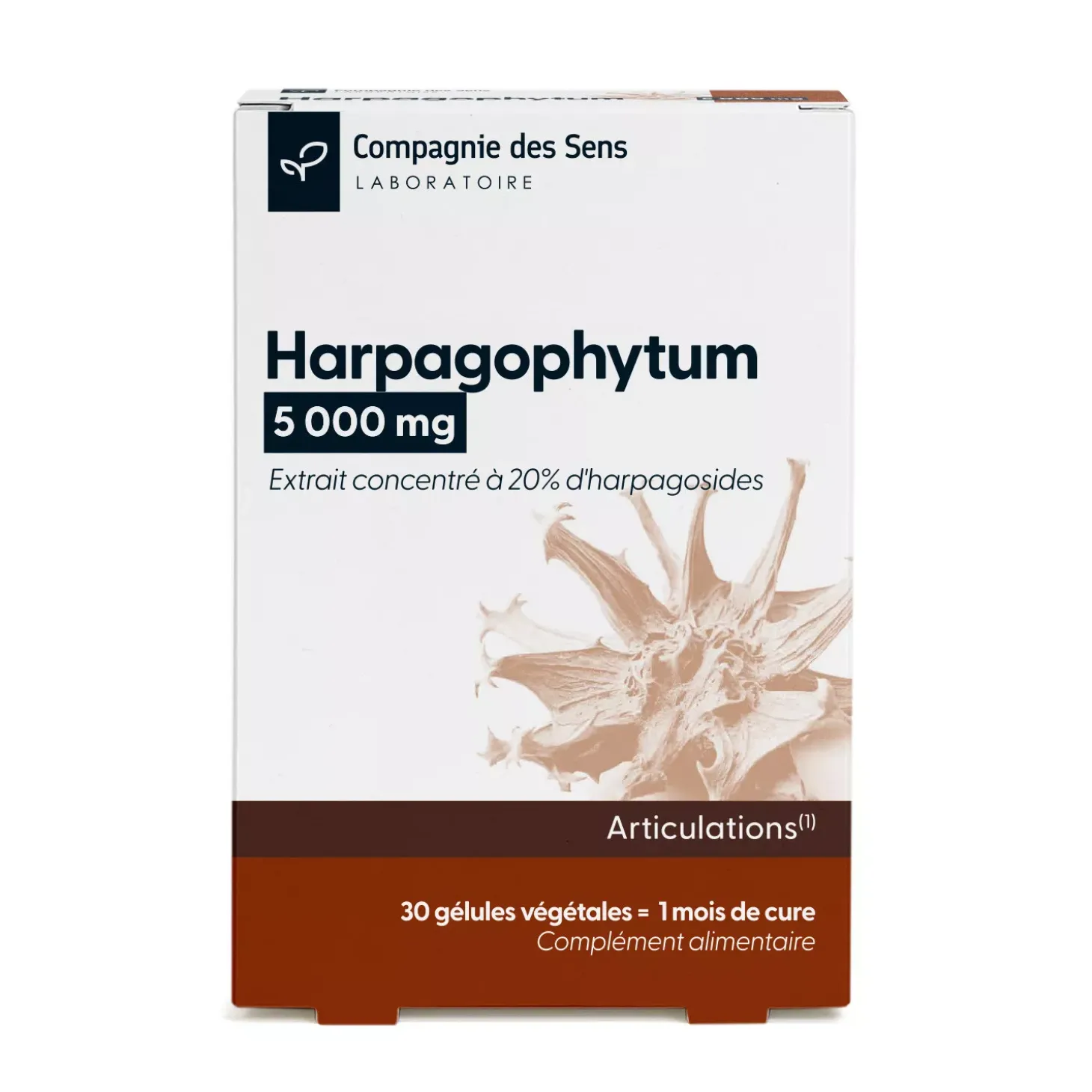 Harpagophytum concentré