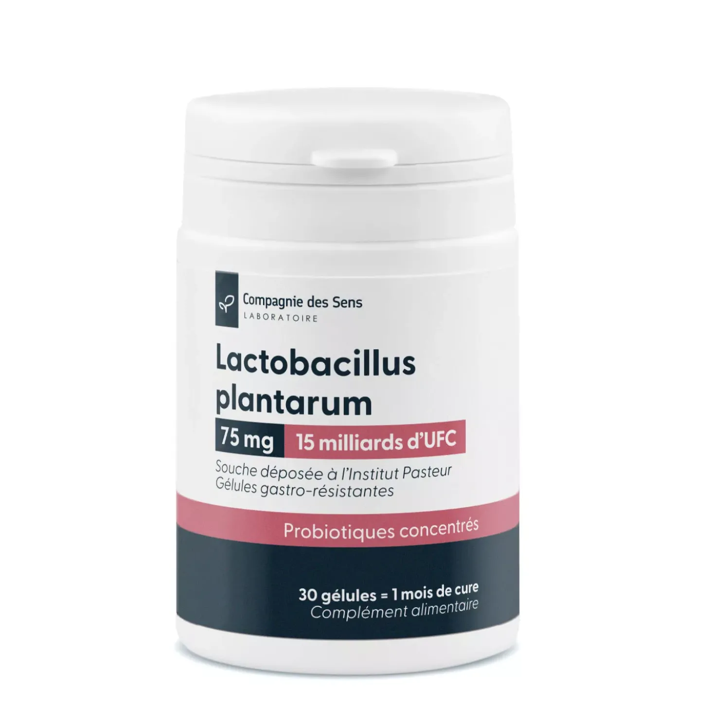 Lactobacillus plantarum