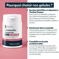 Lactobacillus plantarum