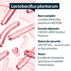 Lactobacillus plantarum