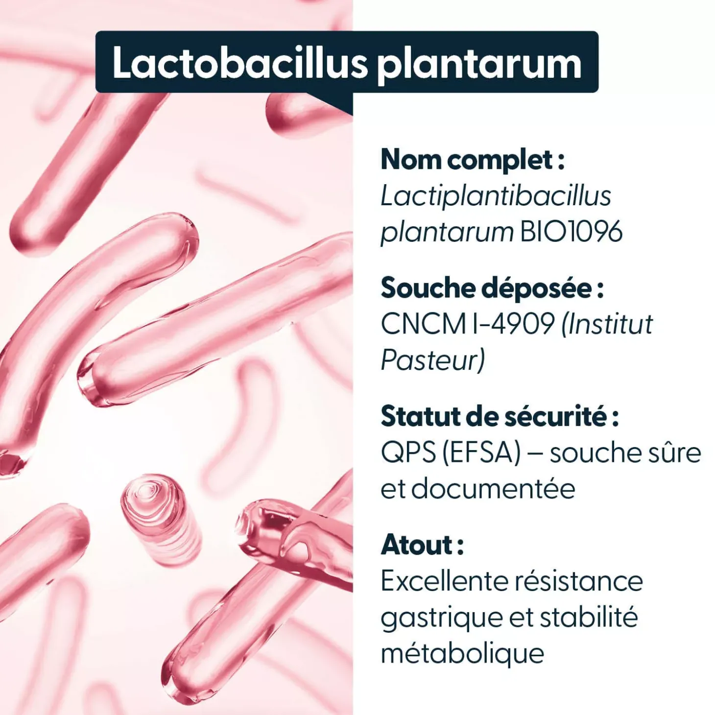 Lactobacillus plantarum