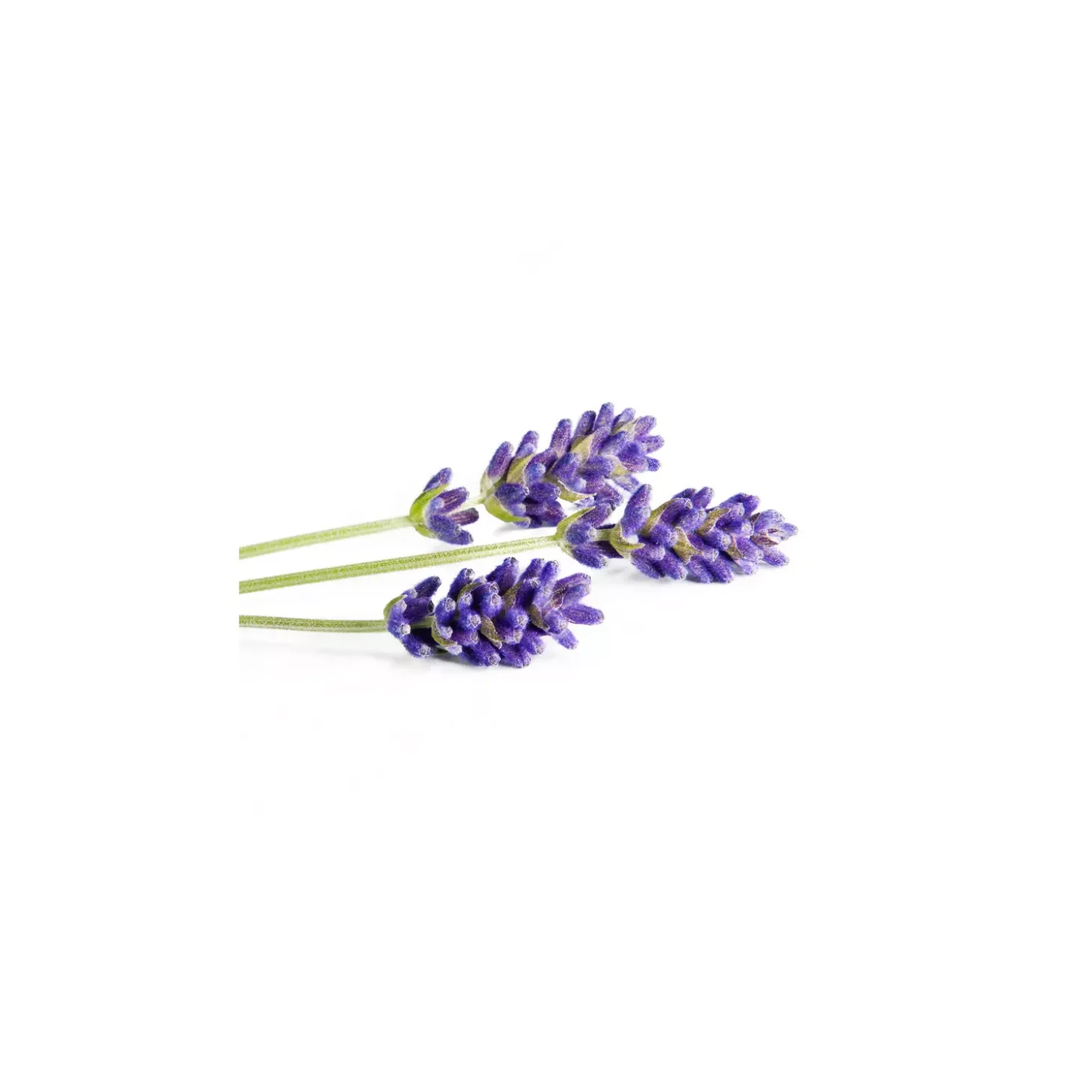 Lavande officinale