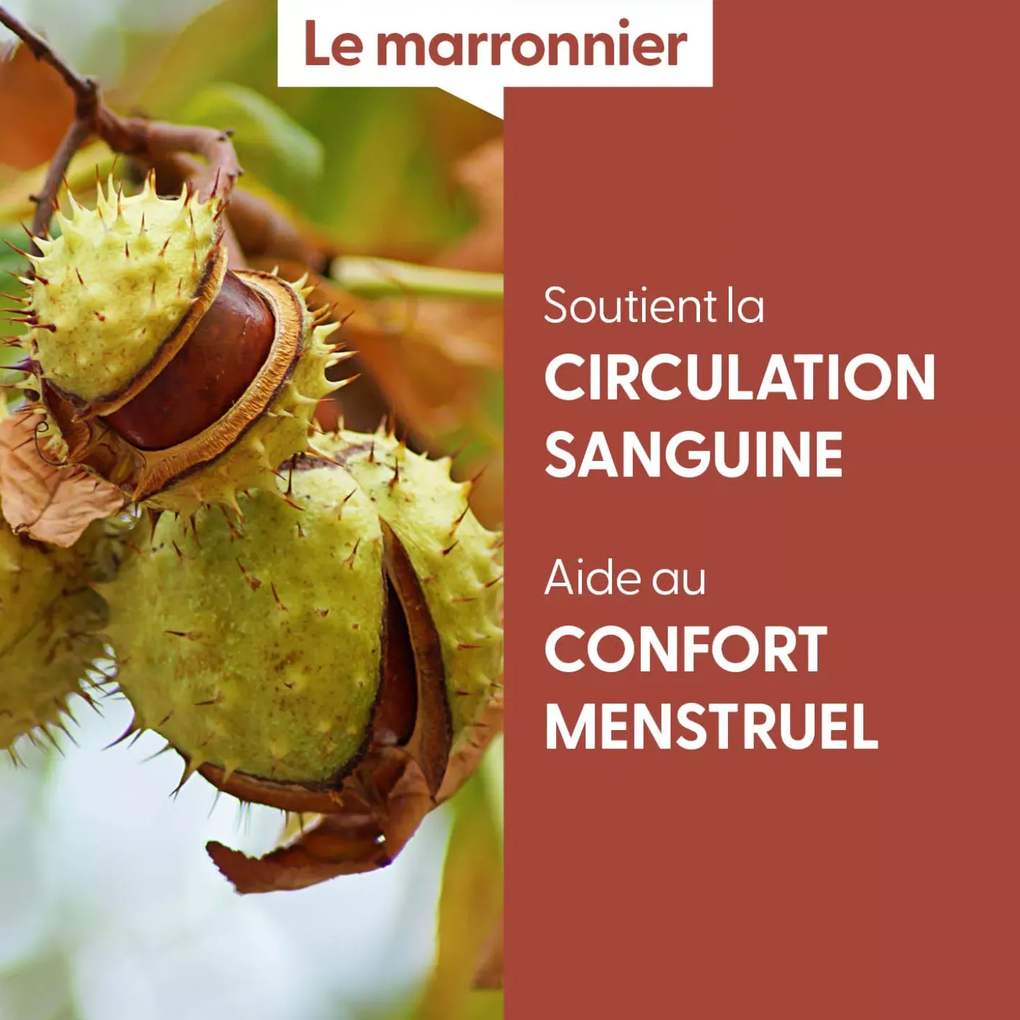 Marronnier bio (Aesculus Hippocastanum) – Macérat concentré de bourgeons frais