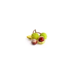 Marronnier bio (Aesculus Hippocastanum) – Macérat concentré de bourgeons frais
