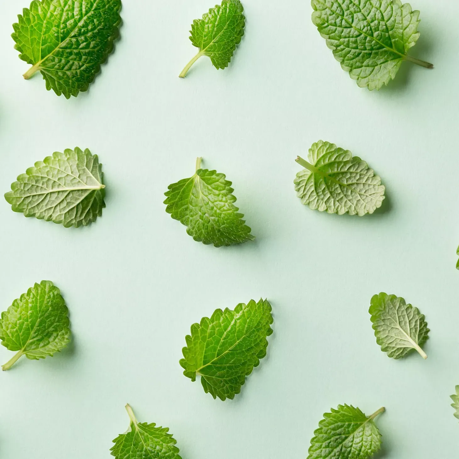 Menthe poivrée (Mentha piperita)