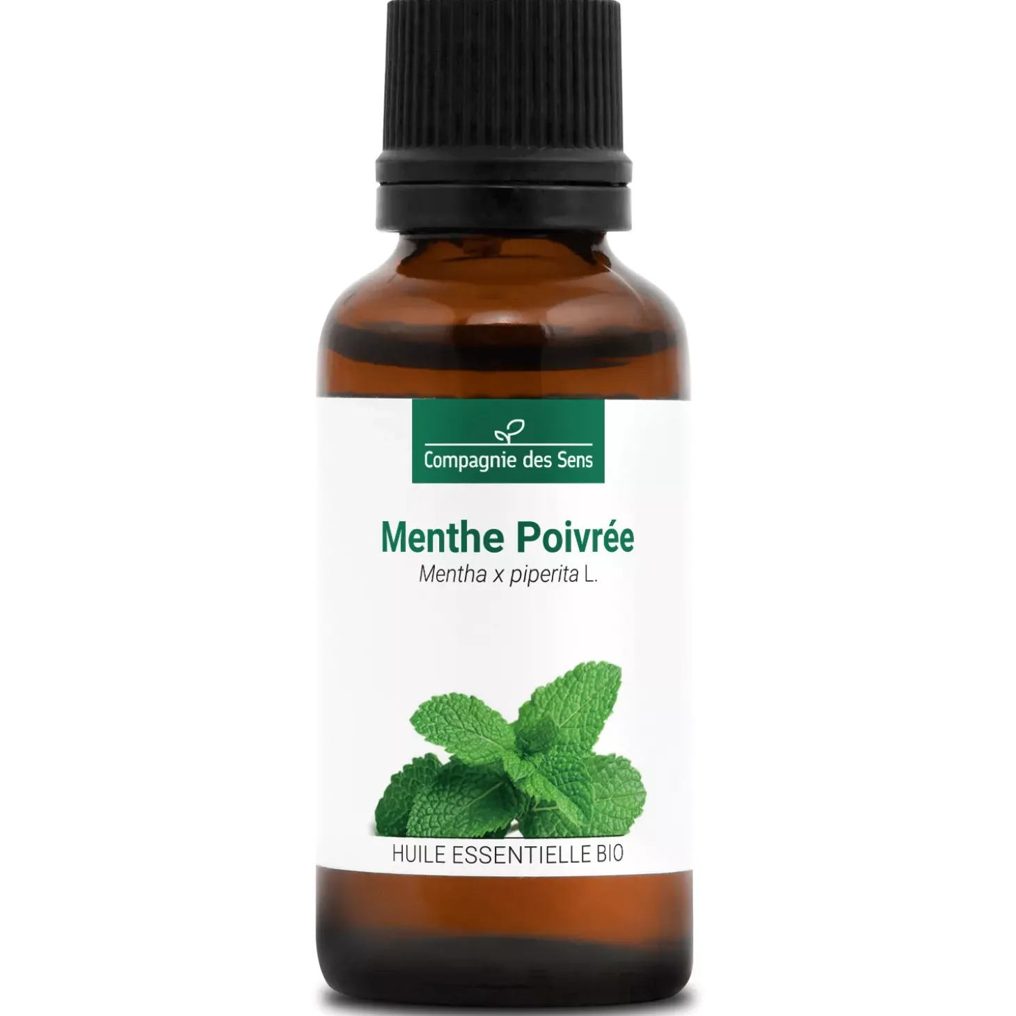 Menthe poivrée (Mentha piperita)